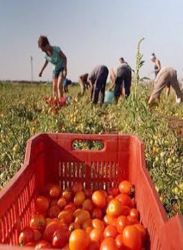 Peste 200 de români și-au luat țeapă în Italia