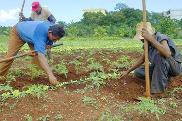 România, pe primul loc în cazul pierderilor din agricultură