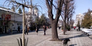 Autorităţile AU RECUNOSCUT CĂ AU GREŞIT! Teii din centrul Iaşului vor fi REPLANTAŢI