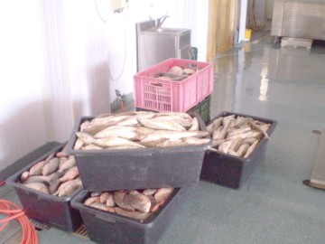 Procurorii au confiscat 26 kg de peşte de la o societate comercială