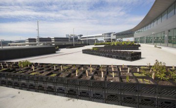 O companie aeriană a înfiinţat o fermă pe un aeroport