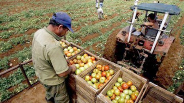 640 milioane lei, suma acordată fermierilor afectaţi de secetă