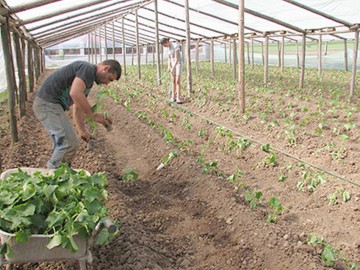 Scutirile de taxe ar putea să reînvie cooperativa