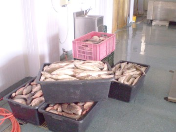 Braconaj piscicol pe lacul Iacub