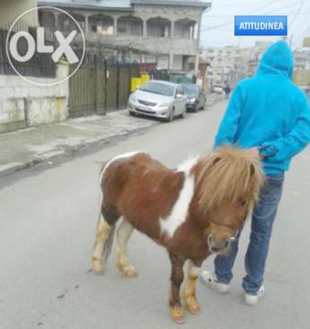 Constanţa, un islaz mare şi frumos: poneii sunt declaraţi animale de companie ca să pască în parcuri