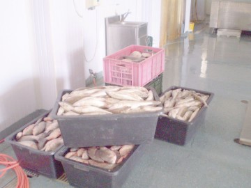 81 de kilograme de peşte confiscate la Isaccea