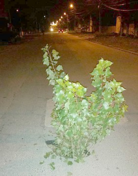 Năvodari: Cresc crengi de plopi în craterul de pe strada Plopilor!