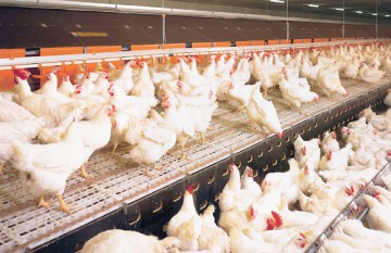 O companie din India vrea să investească în sectorul avicol din România