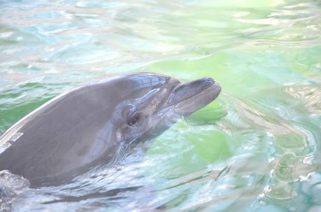 Intrare liberă la Delfinariu, de Ziua Dobrogei!