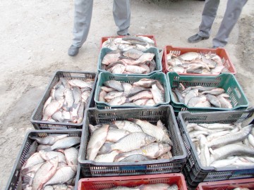 Depistat transportând peşte fără documente de provenienţă