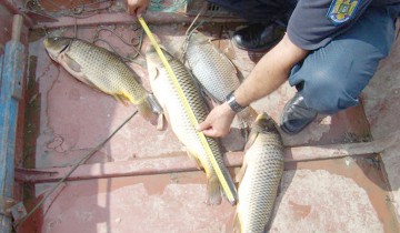 Prins în timp ce comercializa ilegal 49 kilograme peşte