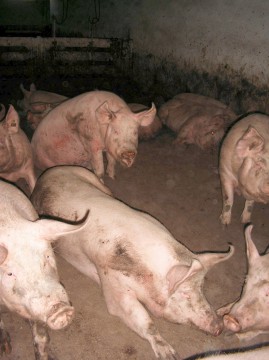 ALERTĂ! Primul caz de trichină în județ, la Valu lui Traian