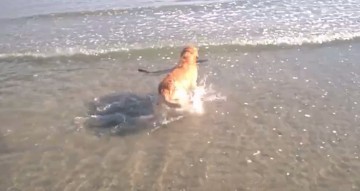 Un câine s-a jucat cu un pui de rechin, în Mamaia - video!