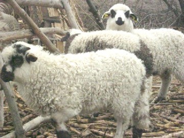 Recidivistul Lefter a golit grajdurile din Constanţa: a furat zeci de oi şi capre