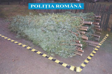 Mii de brazi de Crăciun, confiscați de polițiști