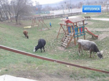 Într-un parc din Cernavodă, copiii şi vacile se joacă la un loc, nestingheriţi