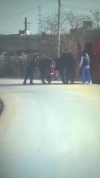 Cal chinuit și bătut, la Medgidia
