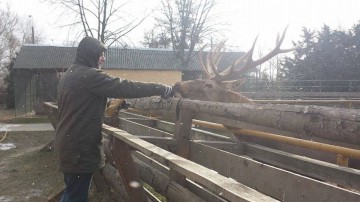 Îngrijire specială pentru animalele de la Microrezervaţie, pe timpul iernii