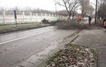 Copaci doborâţi de vânt, la Mangalia