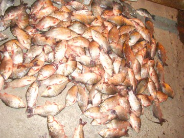 200 kilograme de peşte, confiscate de poliţiştii de frontieră