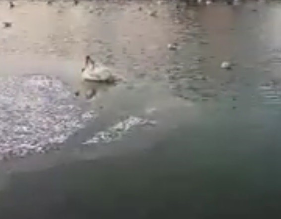 Pui de lebădă, prins în apele înghețate Pui de lebădă, prins în apele înghețate