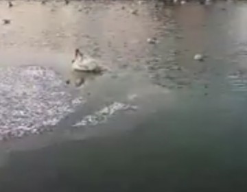 Pui de lebădă, prins în apele înghețate