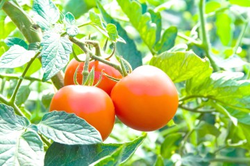 Se înfiinţează o seră de tomate la Vadu