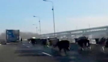 Cu cireada de vaci pe Autostrada A2!