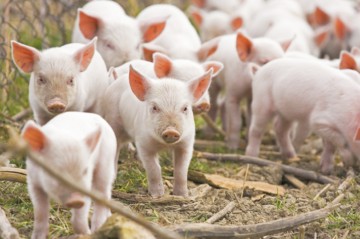 Rusia ţine în şah crescătorii români de porci