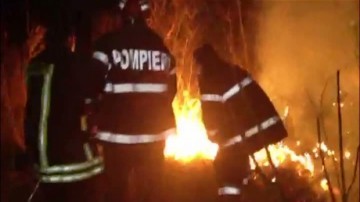 INCENDIU cumplit la Dobromir: au fost cuprinşi de flăcări puieţii de la Ocolul Silvic Băneasa
