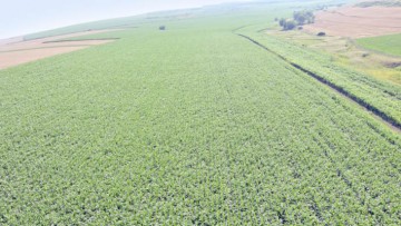 România, excedent în comerţul cu produse agroalimentare, la 10 luni