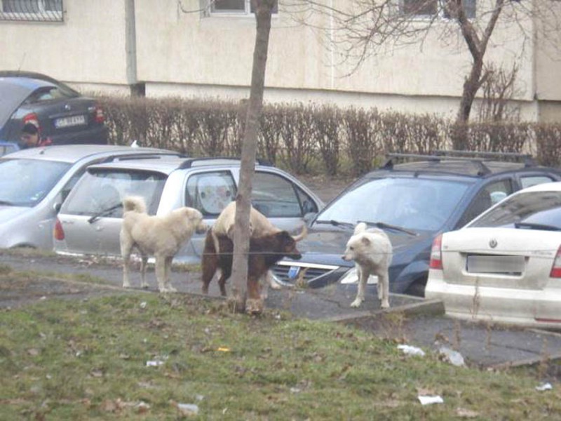 Primăria Ovidiu invită iubitorii de animale să adopte maidanezii Primăria Ovidiu invită iubitorii de animale să adopte maidanezii