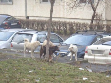 Primăria Ovidiu invită iubitorii de animale să adopte maidanezii