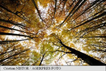 Sprijin financiar de 7 milioane de euro/proiect pentru crearea perdelelor forestiere de protecție