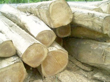 Bănuiţi de comiterea unui furt de arbori, identificaţi de către poliţiştii din Cernavodă