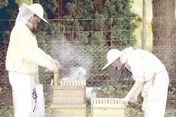 Exportul de miere a scăzut anul trecut, până la 9.000 de tone