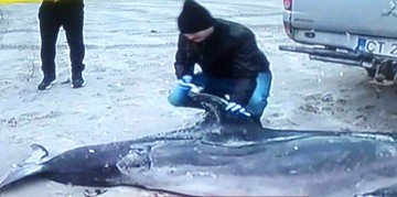 Delfin MORT, pe o plajă din Mamaia. Din primele date, a pierit în plasele pescarilor