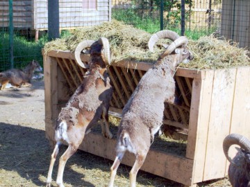 La microrezervaţie se primesc donaţii de alimente pentru animale