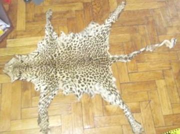 PERCHEZIŢII în Constanţa, într-un dosar de contrabandă cu fildeş şi blănuri de animale