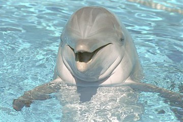Vrei să adopţi un delfin? Iată ce trebuie să faci