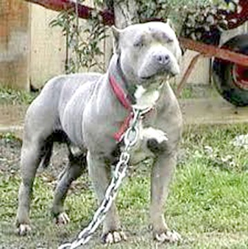 Două persoane, atacate de un câine periculos, la Medgidia!
