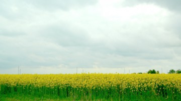 Numărul fermierilor români de plante energetice a crescut