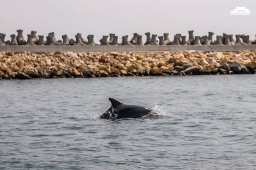 Imagini spectaculoase cu delfini surprinși în Marea Neagră