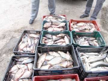 Peşte confiscat de poliţiştii de frontieră tulceni