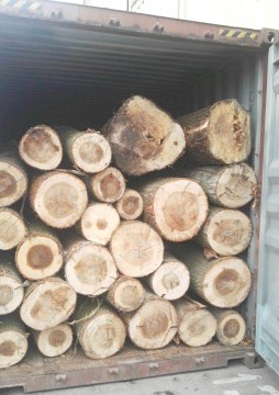 Aproximativ 26 metri cubi de material lemnos confiscaţi în Portul Constanţa