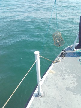 Cuşti de pescuit, descoperite în Marea Neagră