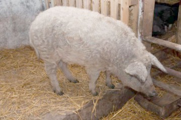 Fermă de porci Mangaliţa, la Lumina