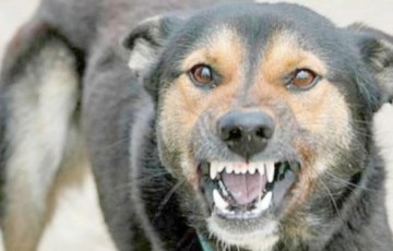 Campanie de vaccinare antirabică a animalelor: autorităţile, în alertă