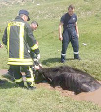 Inedit: pompierii au salvat o vacă, la Ovidiu!
