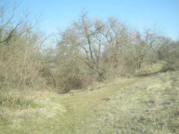 „Luna Pădurii”, proiect ecologic desfăşurat la Murfatlar